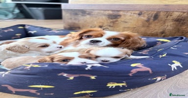 Cavalier King Charles Spaniel dogs - Advert 3