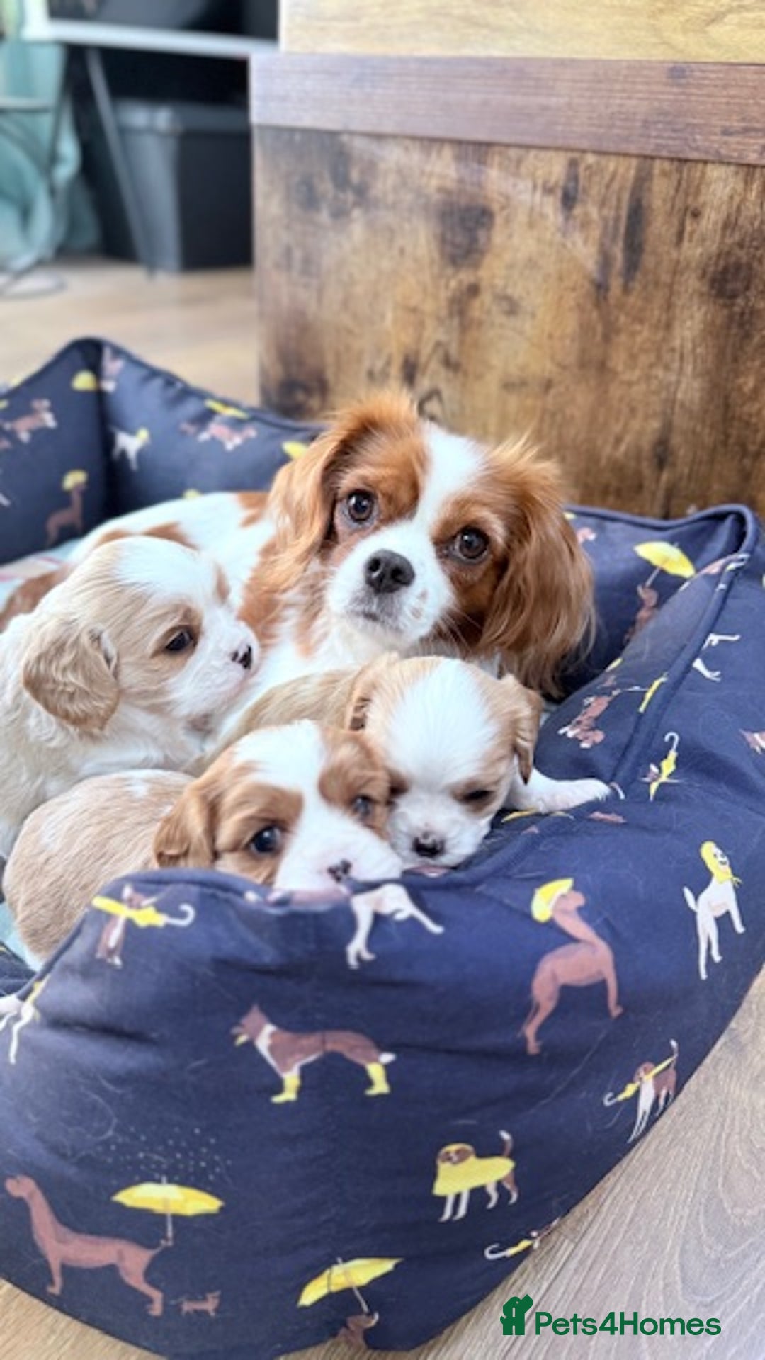 Cavalier King Charles Spaniel dogs for sale: 1 Adorable Cavalier King Charles Puppy for sale - Image 19