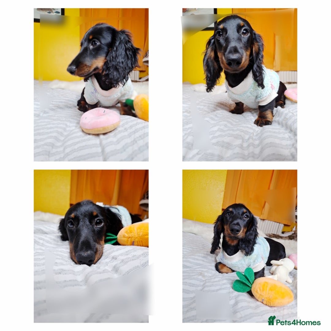 Miniature Dachshund dogs for sale:  KC Line Mini long hair girl – Adorable £1400 in Stafford - Image 5