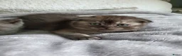 Scottish Fold cats for sale: Scottish Fold Kittens Available - Advert 9