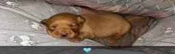 Labrador Retriever dogs for sale: 3 FoxRed Labrador Boys Available  - Advert 11