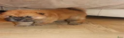 Chow Chow dogs for sale: 🧸 beautiful KC REGISTERED chow chow puppies 🧸 - Advert 5