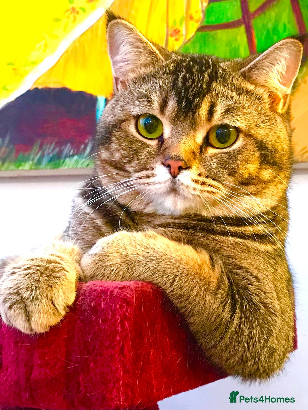 Scottish Fold cats for stud: Scottish Fold Black Gold - Advert 1