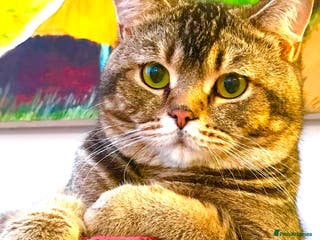 Scottish Fold cats Scottish Fold Black Gold - Advert 4