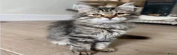 Maine Coon cats for sale: BEAUTIFUL MAINCOON kittens  - Advert 8