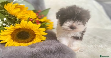 Miniature Schnauzer dogs - Advert 9