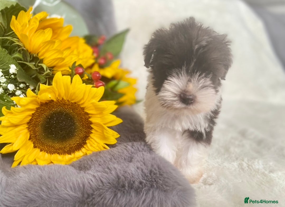 Miniature Schnauzer dogs for sale: Mega Coat Chocolate Parti Mini Schnauzer  - Image 4