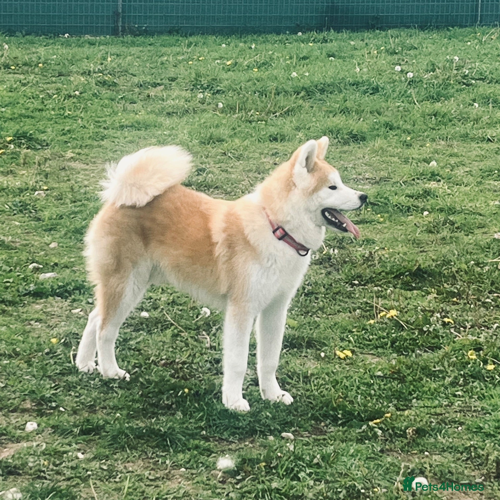Japanese Akita Inu dogs Quality kc reg male pup - Advert 1