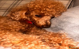 Toy Poodle dogs for sale: Entire toy poodle for sale - Advert 6