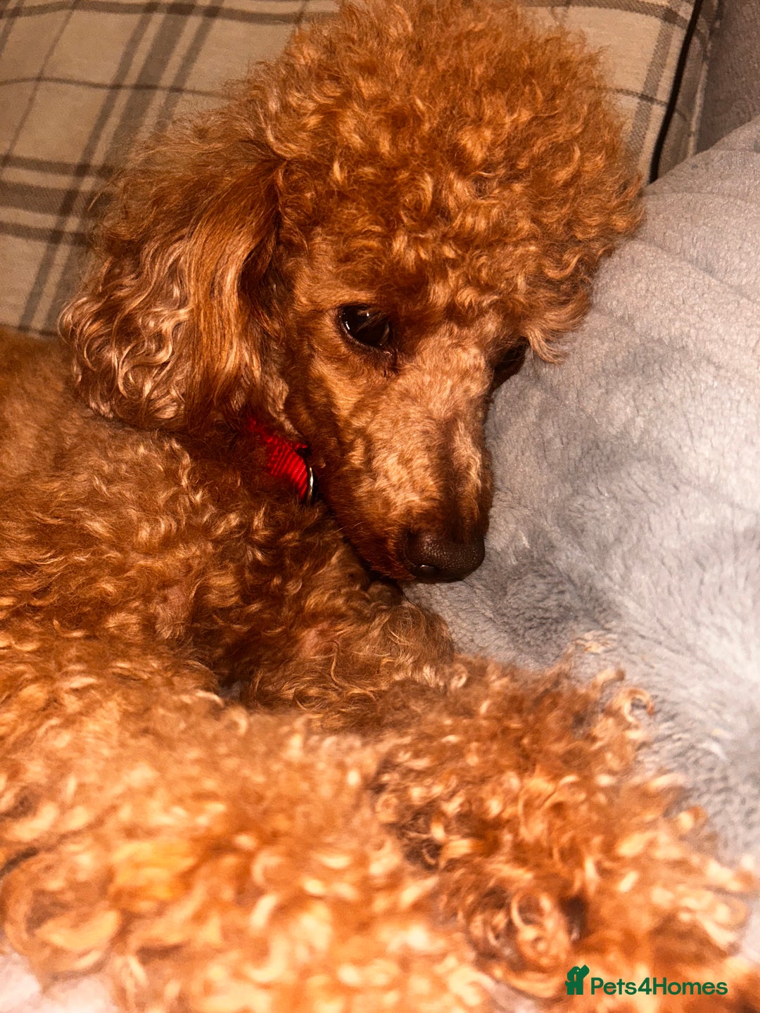 Toy Poodle dogs for sale: Entire toy poodle for sale - Advert 6