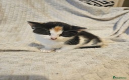 Mixed Breed cats for sale: 8 lovely kittens for sale - Image 20