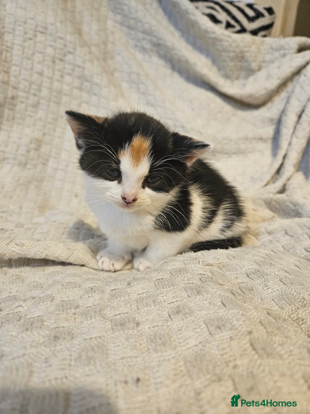Mixed Breed cats for sale: 8 lovely kittens for sale - Image 20