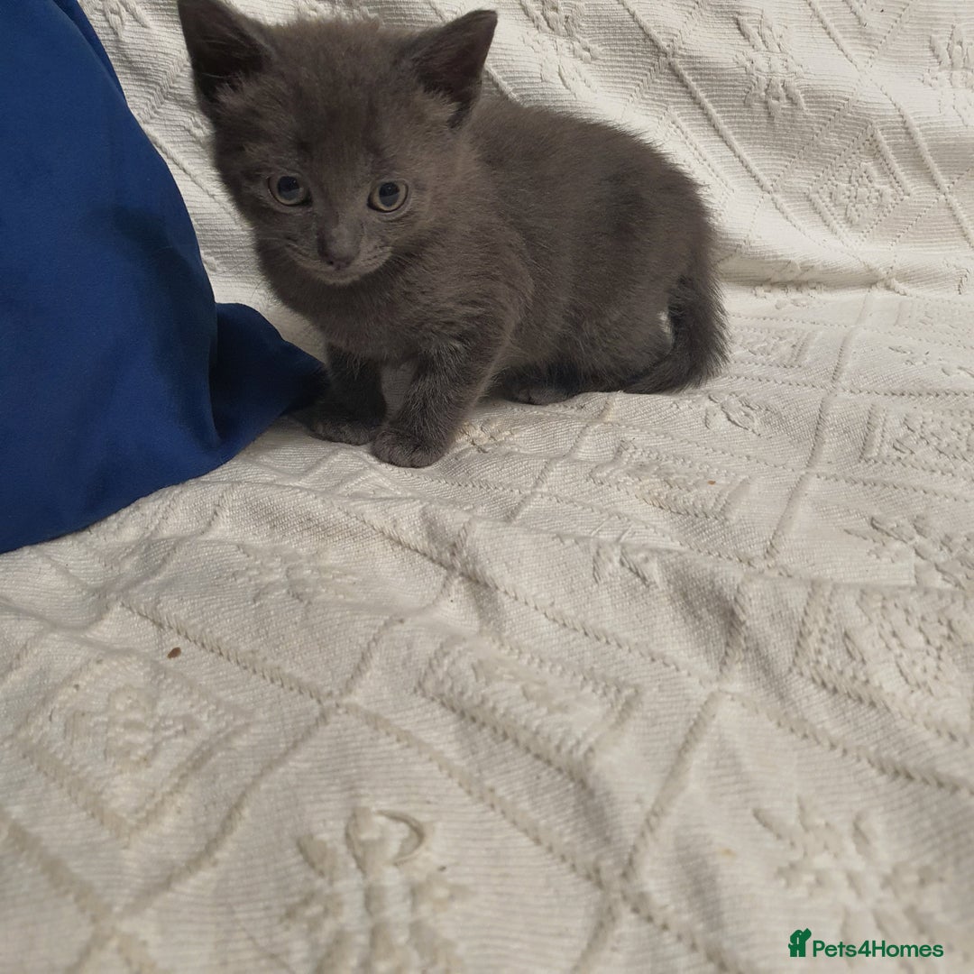 Russian Blue cats for sale: 6 pure grey kittens  - Image 4