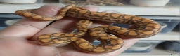 Boa Snake reptiles for sale: Brazilian Rainbow Boa's T-Albino - Advert 12