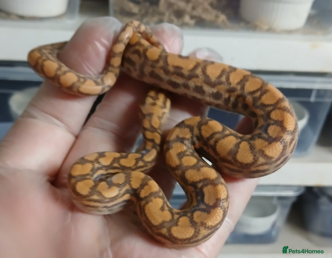 Boa Snake reptiles for sale: Brazilian Rainbow Boa's T-Albino - Advert 12