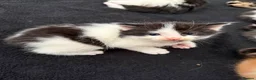 Mixed Breed cats for sale: Mixed Maine Coon kittens  - Advert 17