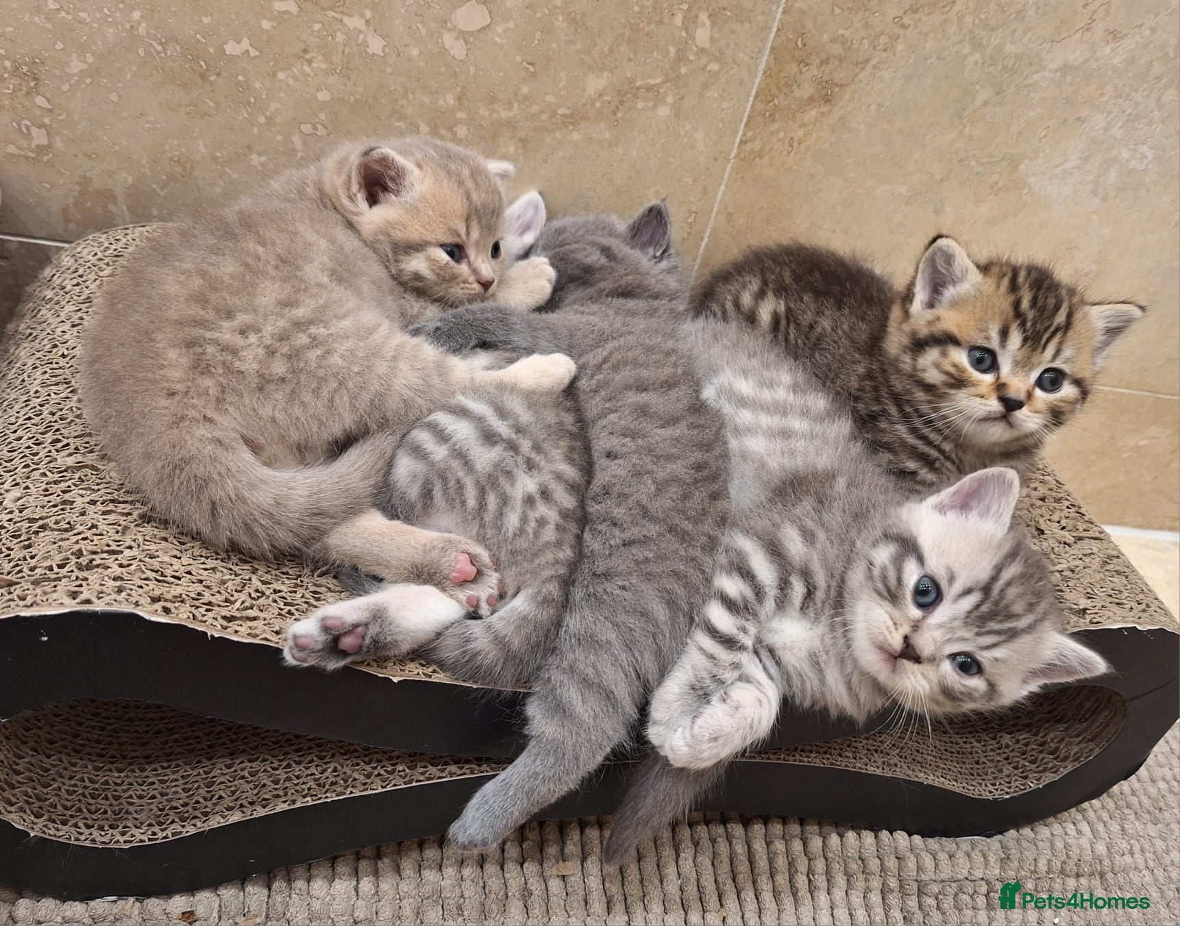 British Shorthair cats Champion blood line BSH kittens for sale - Advert 1