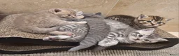 British Shorthair cats for sale: Champion blood line BSH kittens for sale - Advert 8