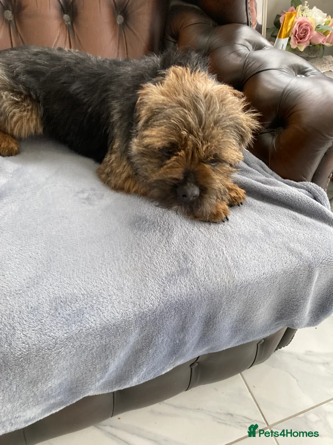 Border Terrier dogs for stud: MEET FINN in Maidstone - Advert 8