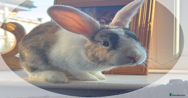 English rabbits - Advert 16