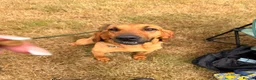 Bloodhound dogs for sale: Bloodhound Female  - Advert 4