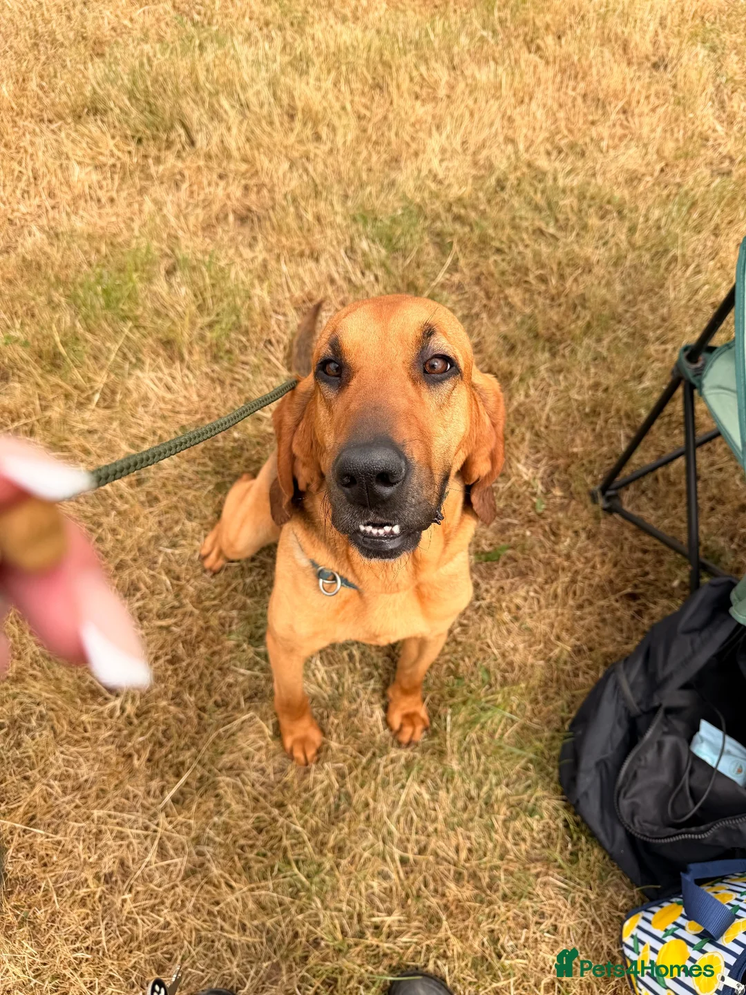 Bloodhound dogs for sale: Bloodhound Female  - Advert 4