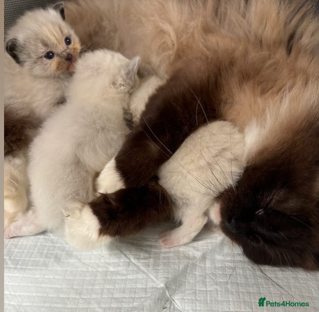 Ragdoll cats for sale: 🌟TICA🌟Champion Ragdoll🏆🏆🏆 - Advert 2