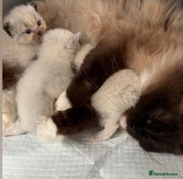 Ragdoll cats 🌟TICA🌟Champion Ragdoll🏆🏆🏆 - Advert 7