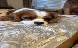 Cavalier King Charles Spaniel dogs for sale: KC reg Cavalier King Charles pups DNA clear - Advert 3