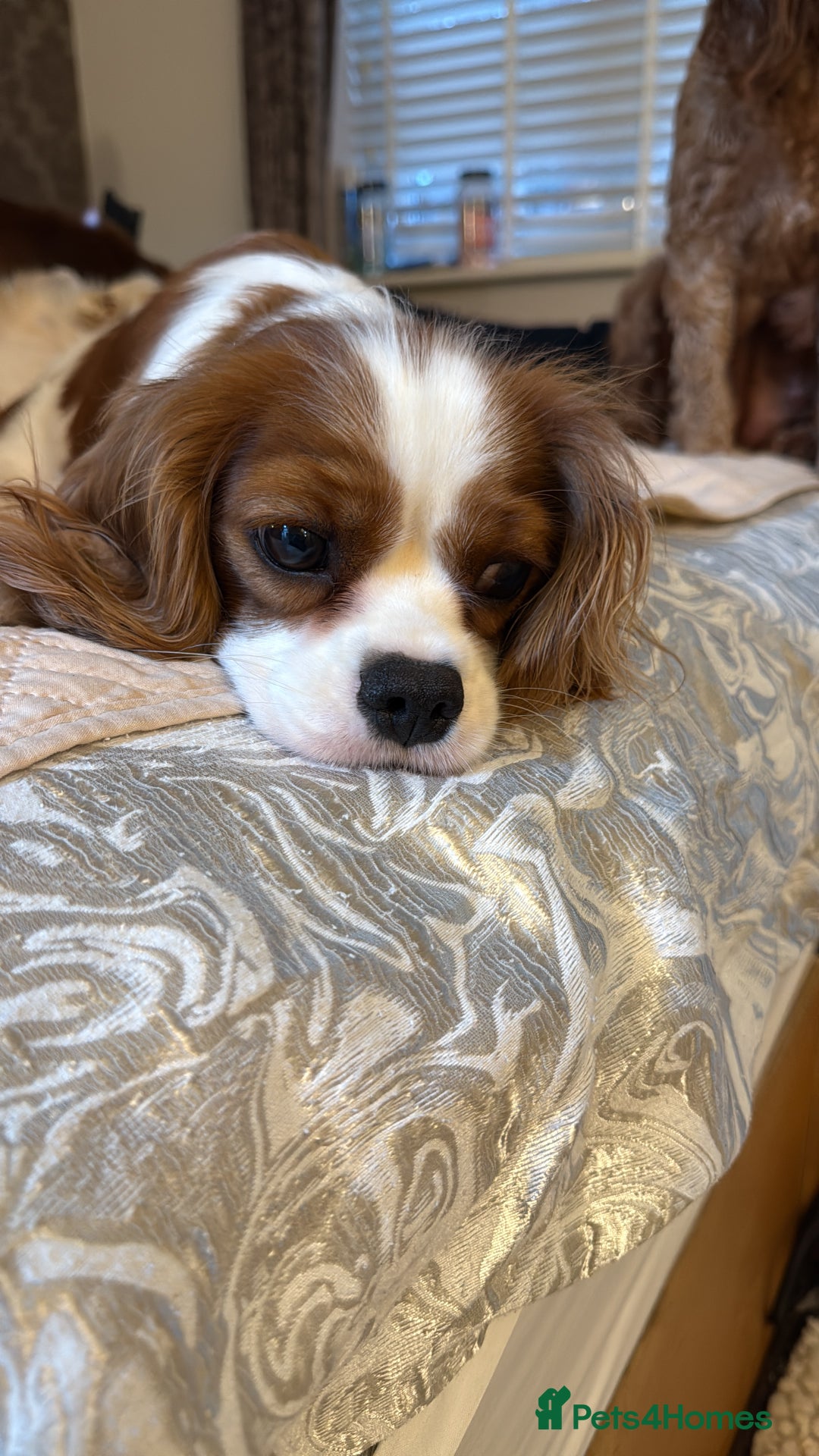 Cavalier King Charles Spaniel dogs for sale: KC reg Cavalier King Charles pups DNA clear - Advert 3