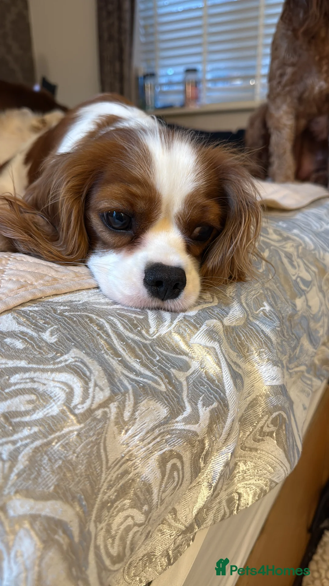 Cavalier King Charles Spaniel dogs for sale: KC reg Cavalier King Charles pups DNA clear - Advert 3