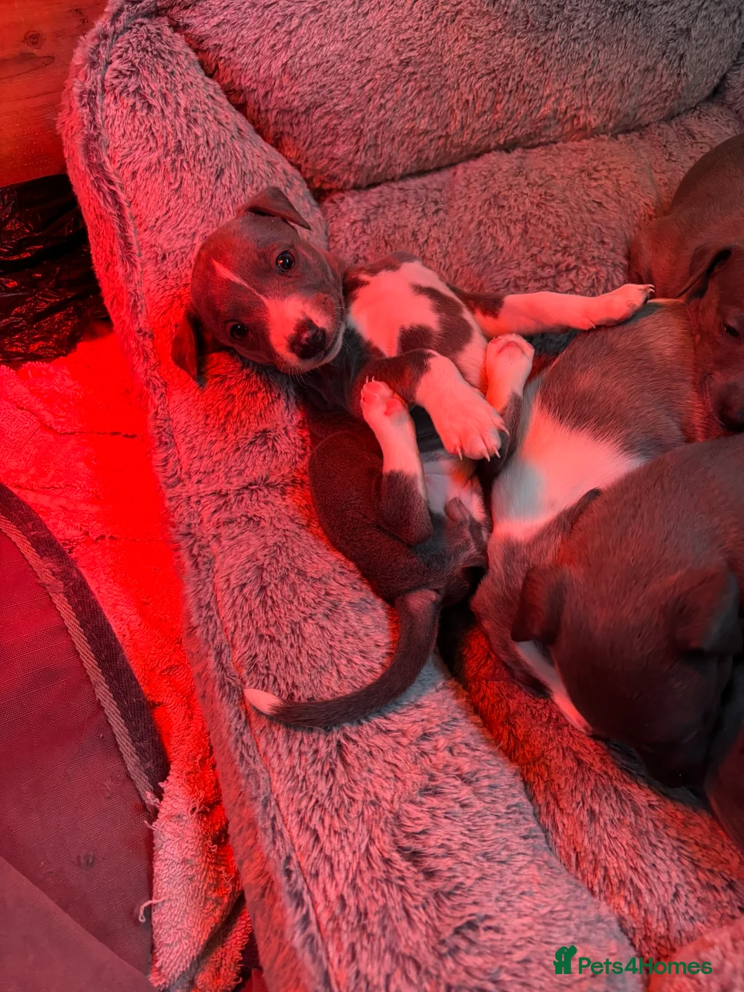 Whippet dogs for sale: Blue mix Whippet Puppies  in Sandy - Advert 2