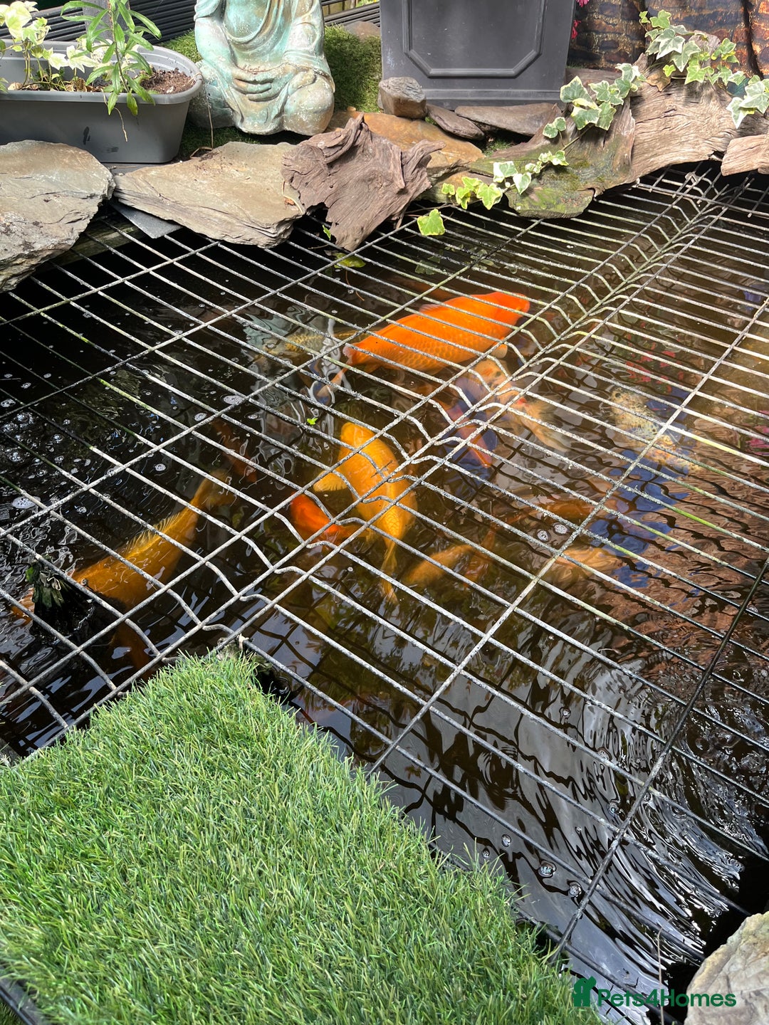 Koi Carp fish for sale: pond fish - Image 2