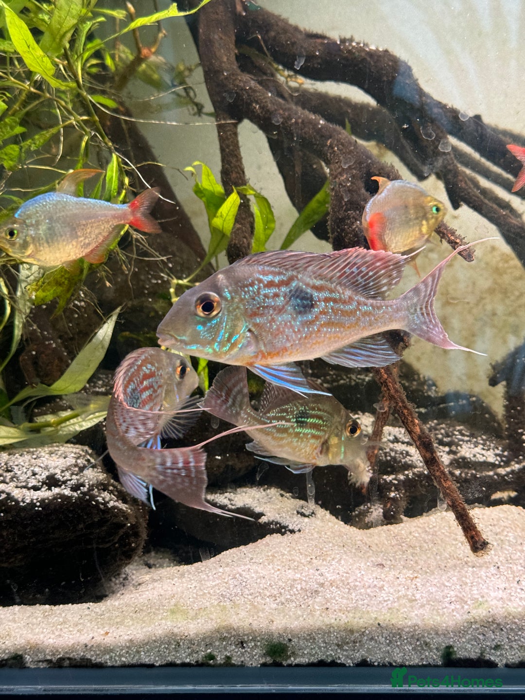 Tetras fish for sale: Big Severum, XL Colombian tetra, Sterbai Corydora. - Advert 5