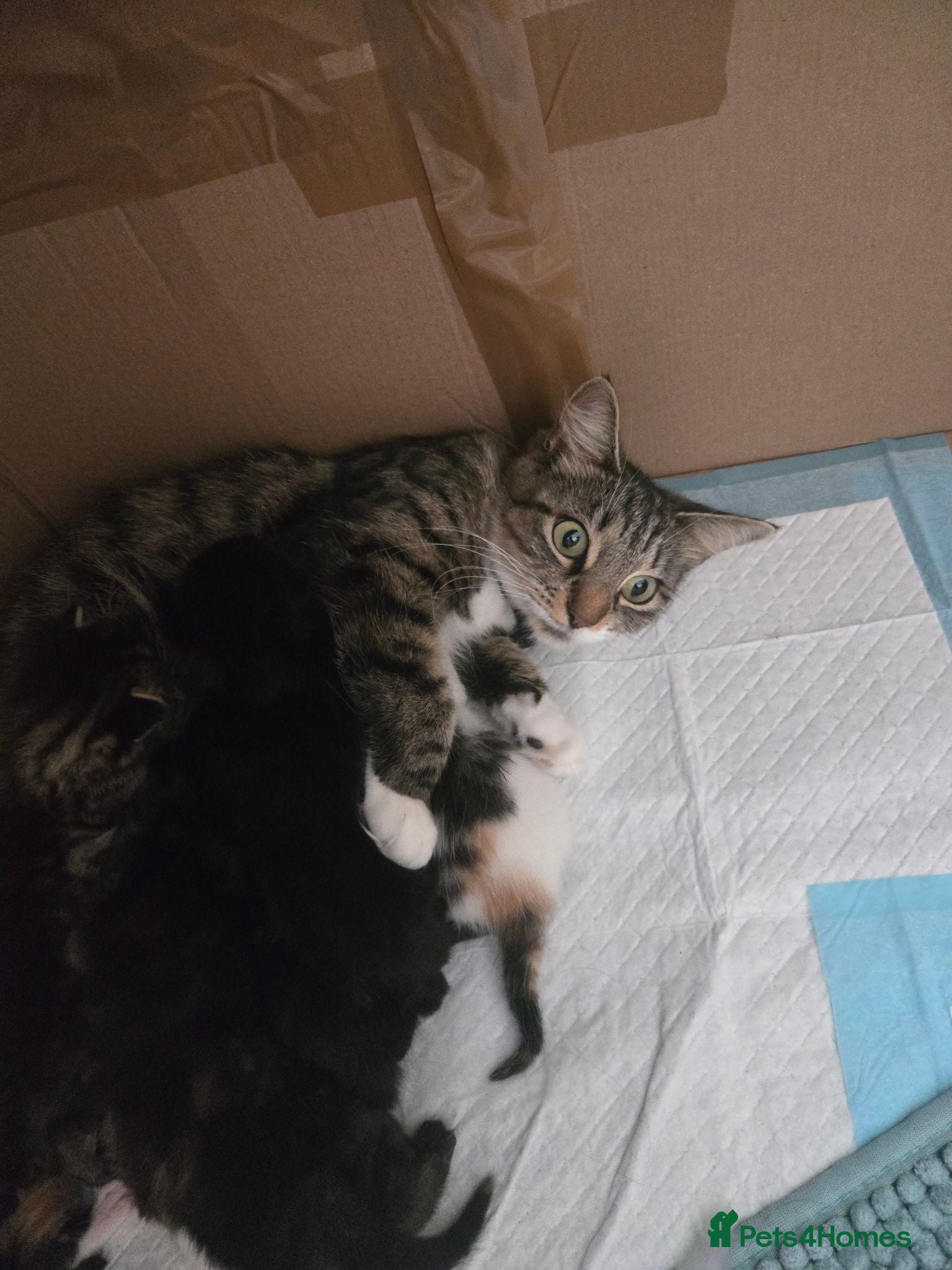 Mixed Breed cats Kitten - Advert 6