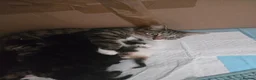Mixed Breed cats for sale: Kitten - Advert 1