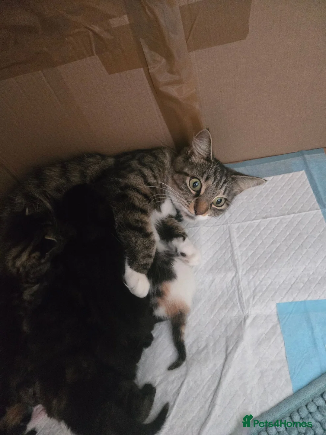 Mixed Breed cats for sale: Kitten - Advert 1