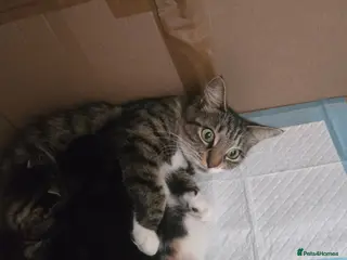 Mixed Breed cats Kitten - Advert 6