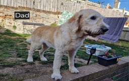 Goldendoodle dogs for sale: Goldendoodle retriever  - Image 24