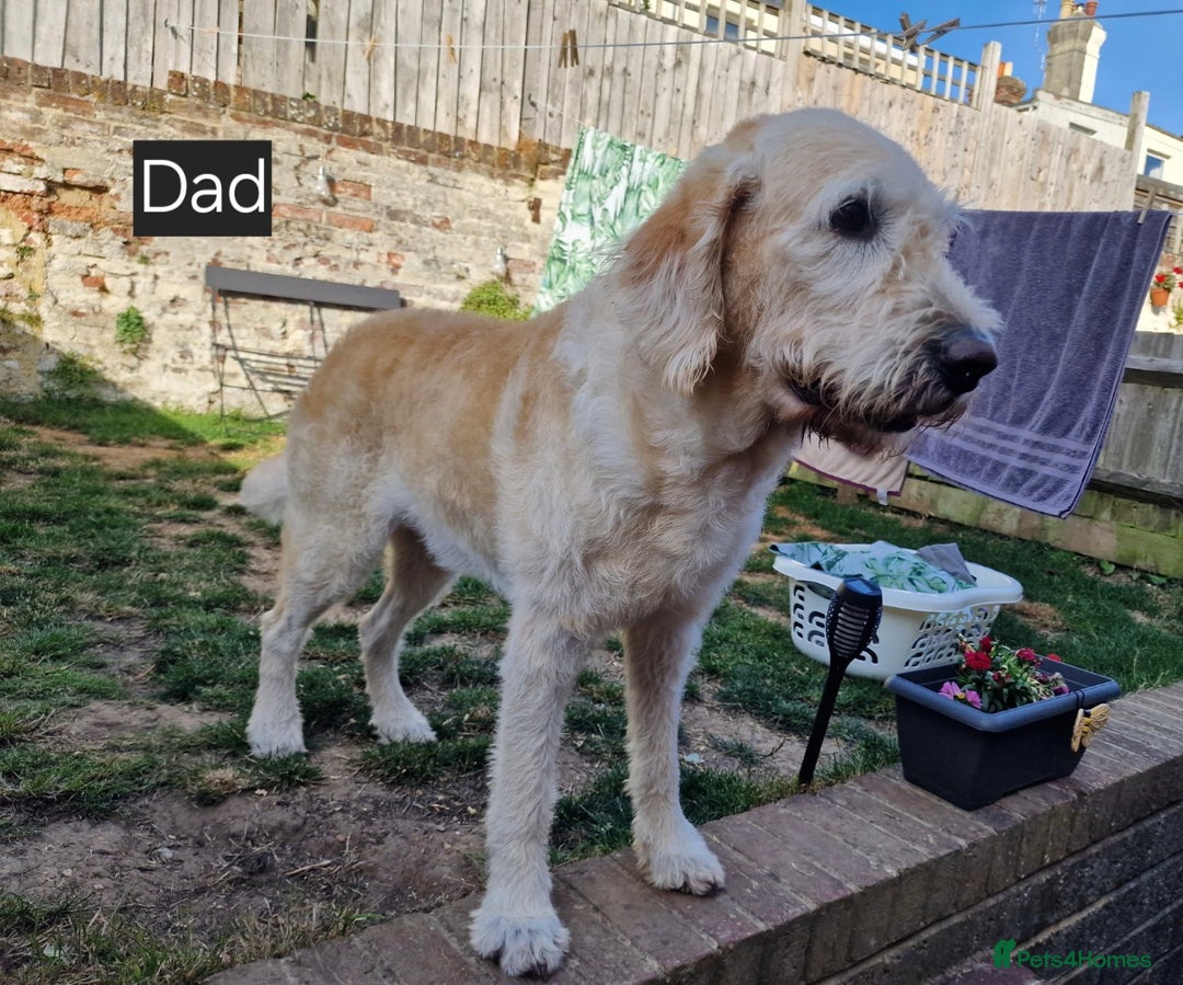 Goldendoodle dogs for sale: Goldendoodle retriever  - Image 24