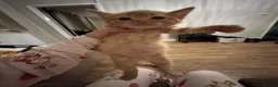 Domestic Shorthair cats for sale: Ginger girl/boy Black girl/boy kittens for sale  in Loughborough - Advert 9