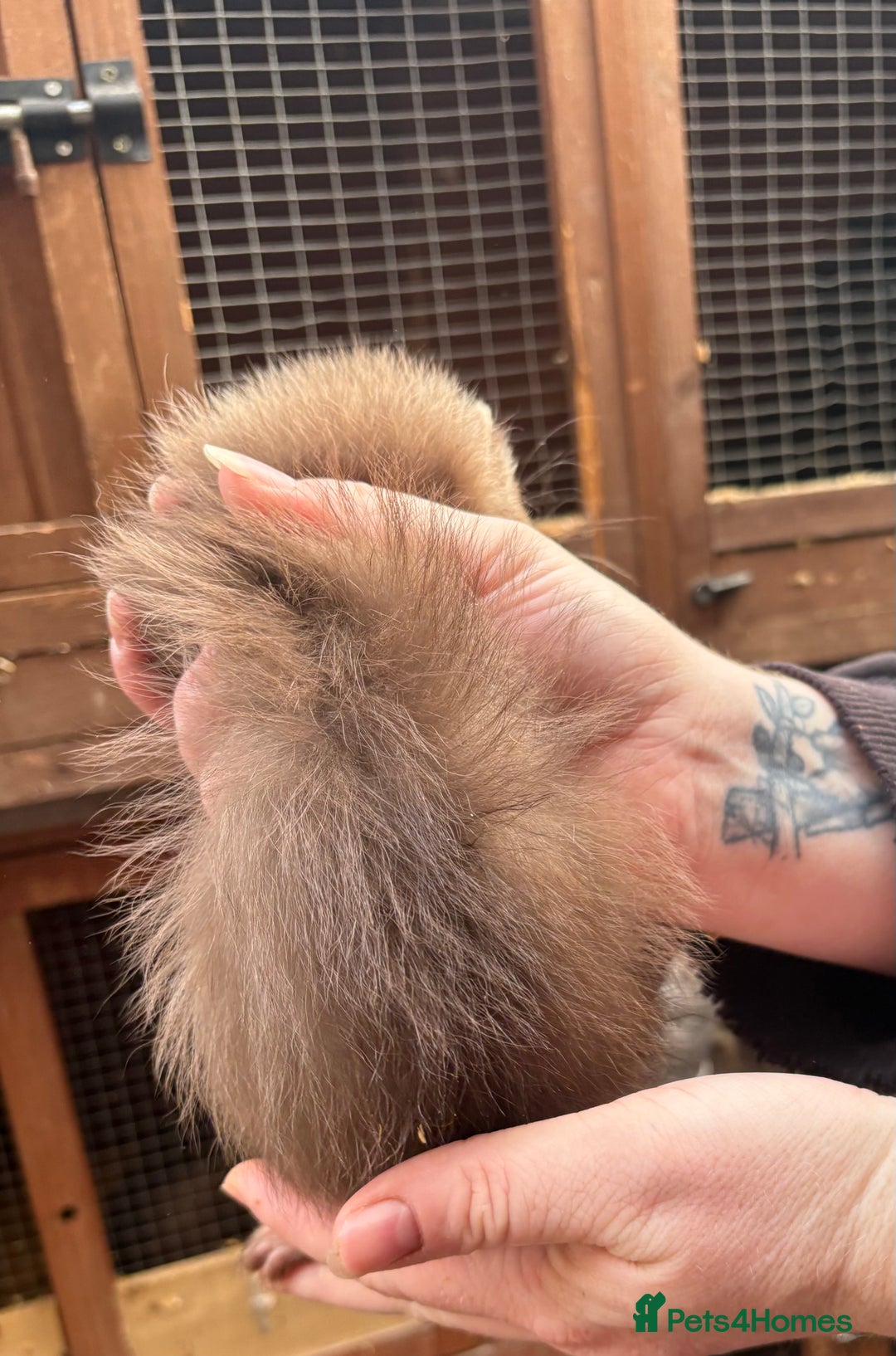 Ferret rodents for sale: Part-angora kits  - Image 8