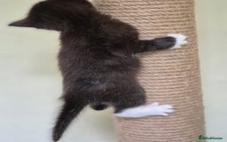Mixed Breed cats for sale: 1 female kitten out litter of 3  - Image 3
