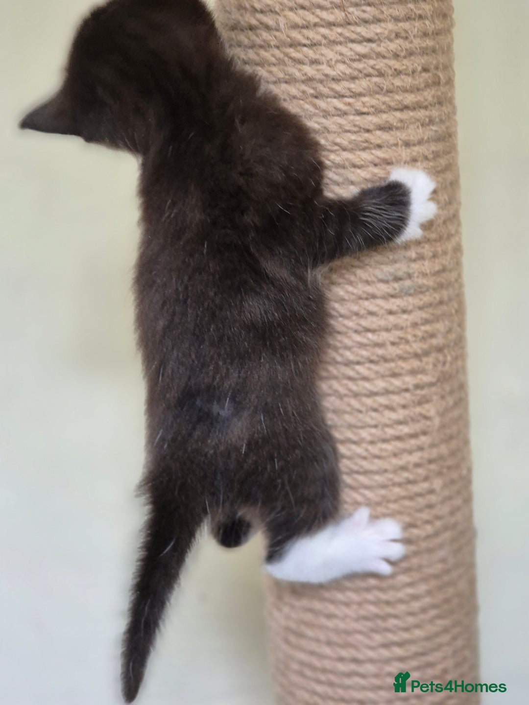 Mixed Breed cats for sale: 1 female kitten out litter of 3  - Image 3