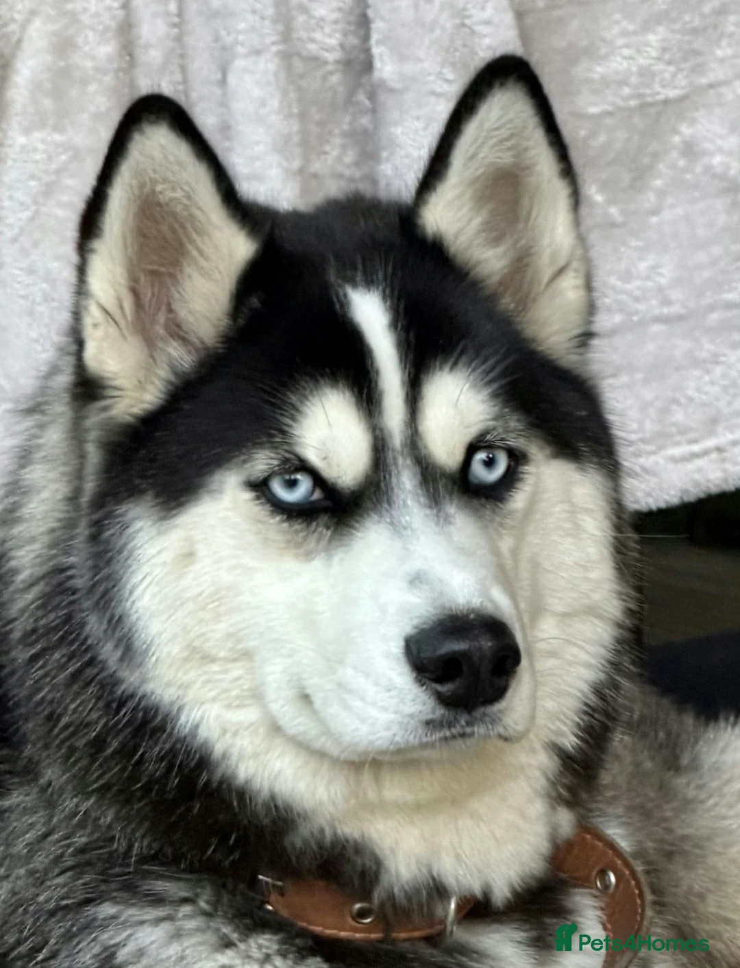 Siberian Husky dogs for adoption: 🐾 HASSY – Female Siberian Husky 🐾 - Advert 2