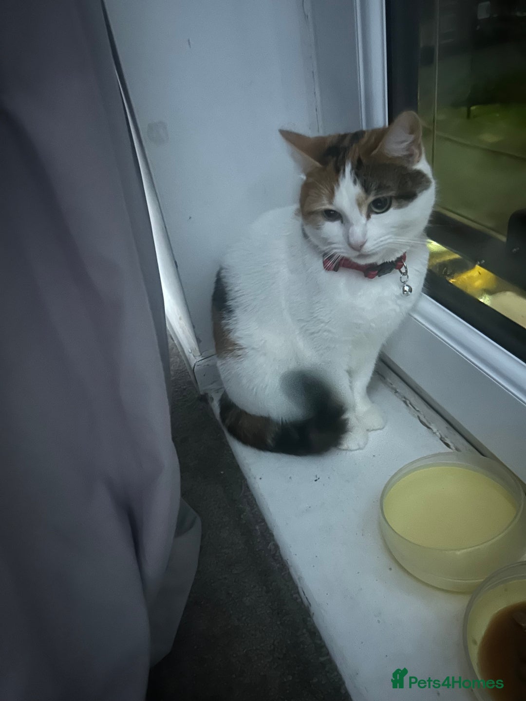 Mixed Breed cats for sale: Lilly the calico cat - Advert 3