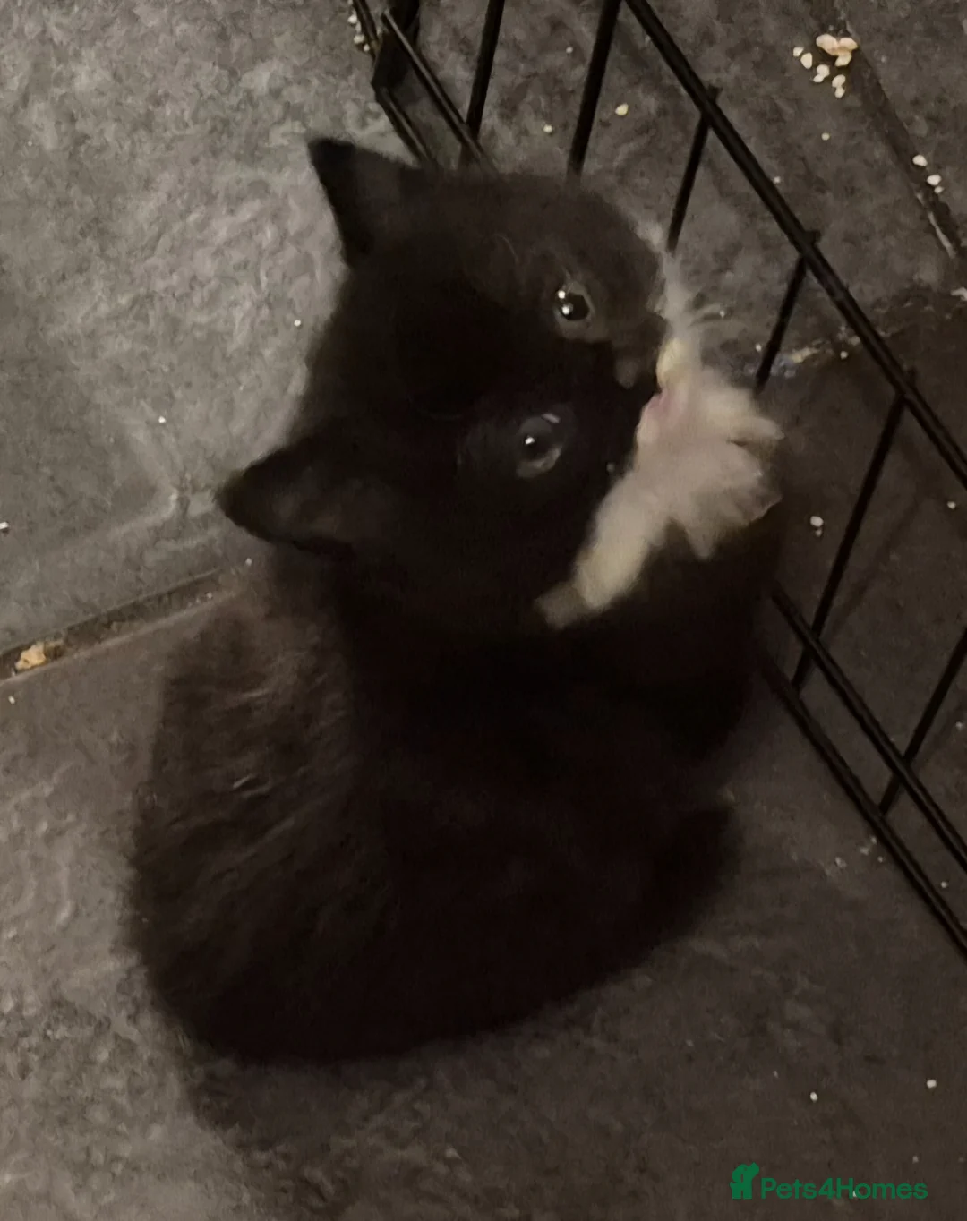 Mixed Breed cats for sale: Beautiful magpie/tuxedo in Broseley - Advert 15