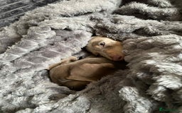 Miniature Dachshund dogs for sale: KCRegistered Miniature SmoothHaired Dachshund Boys - Image 11