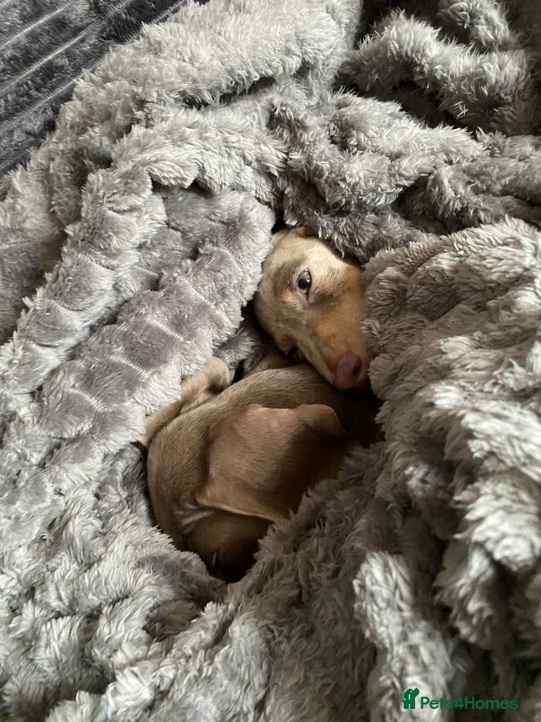 Miniature Dachshund dogs for sale: KCRegistered Miniature SmoothHaired Dachshund Boys - Image 11