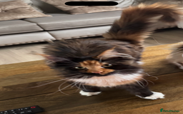 Maine Coon cats for sale: Maine coon 16 months old  - Advert 3